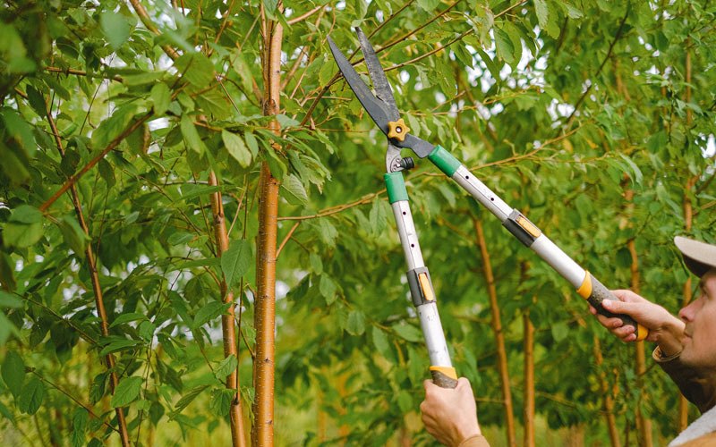 Tree trimming in Wahkiacus, WA